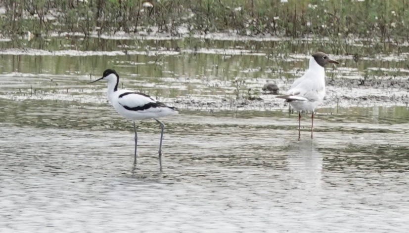 Avoceta Común - ML620545415