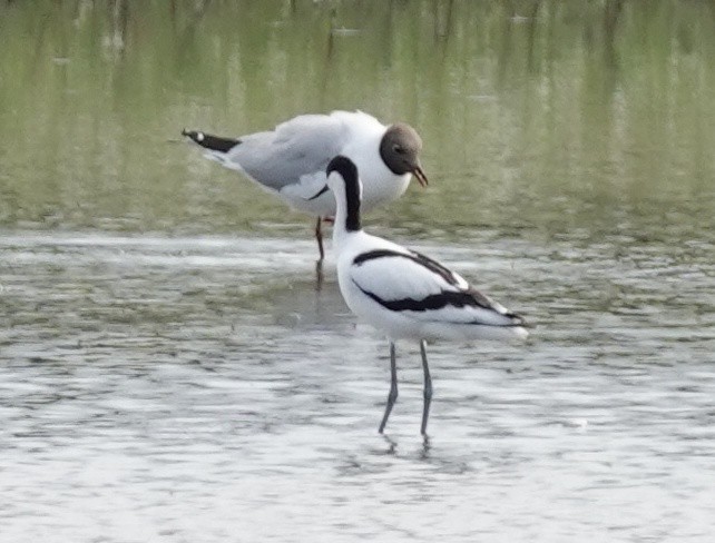 Avoceta Común - ML620545416