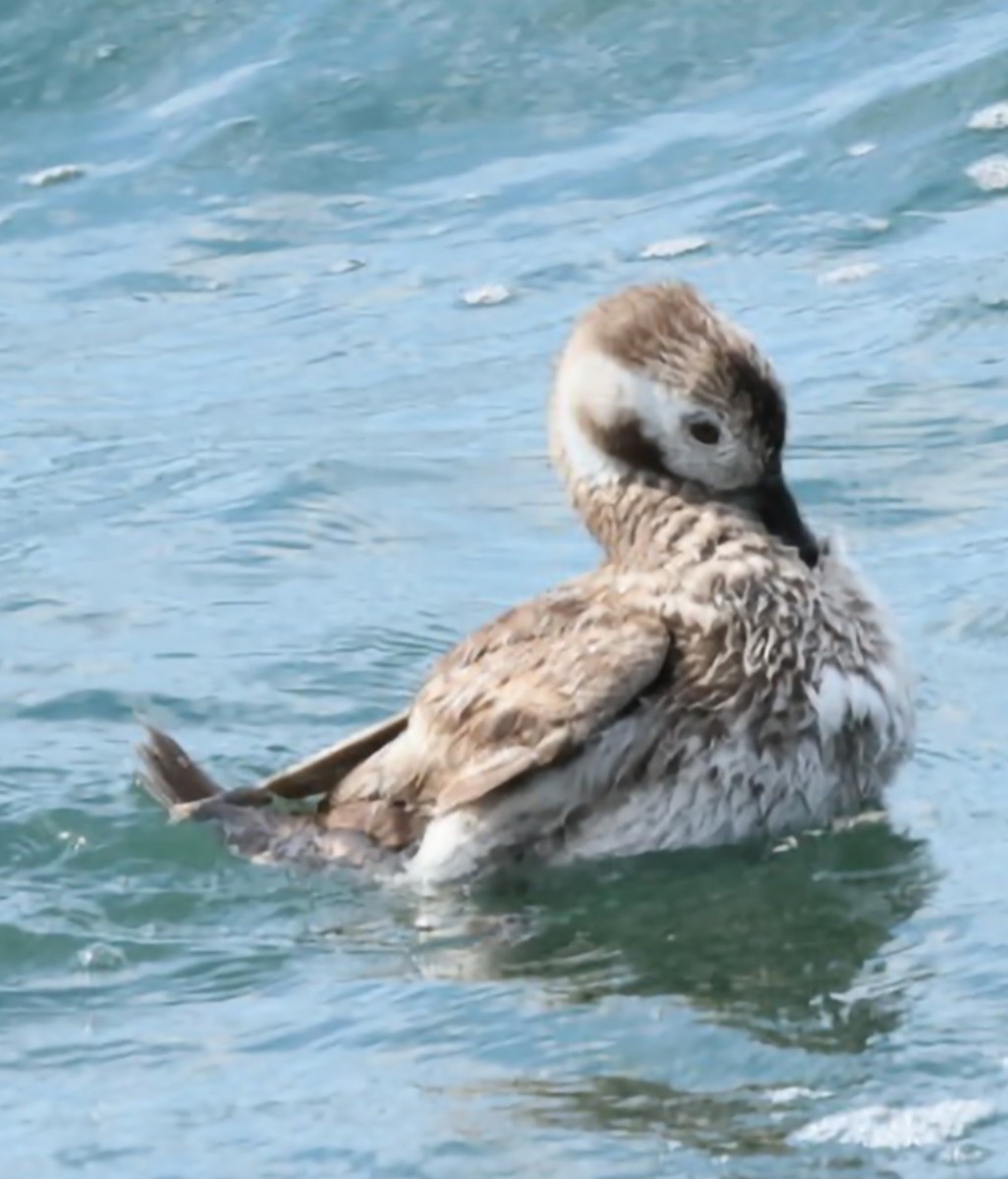 Long-tailed Duck - ML620545419