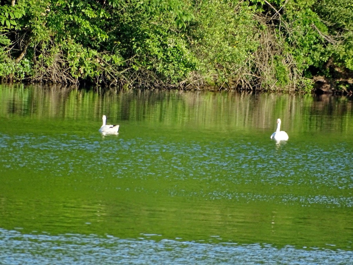 Snow Goose - ML620545420