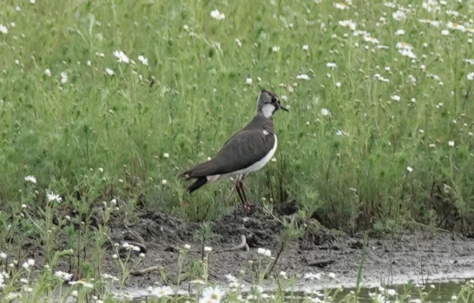 Northern Lapwing - ML620545422