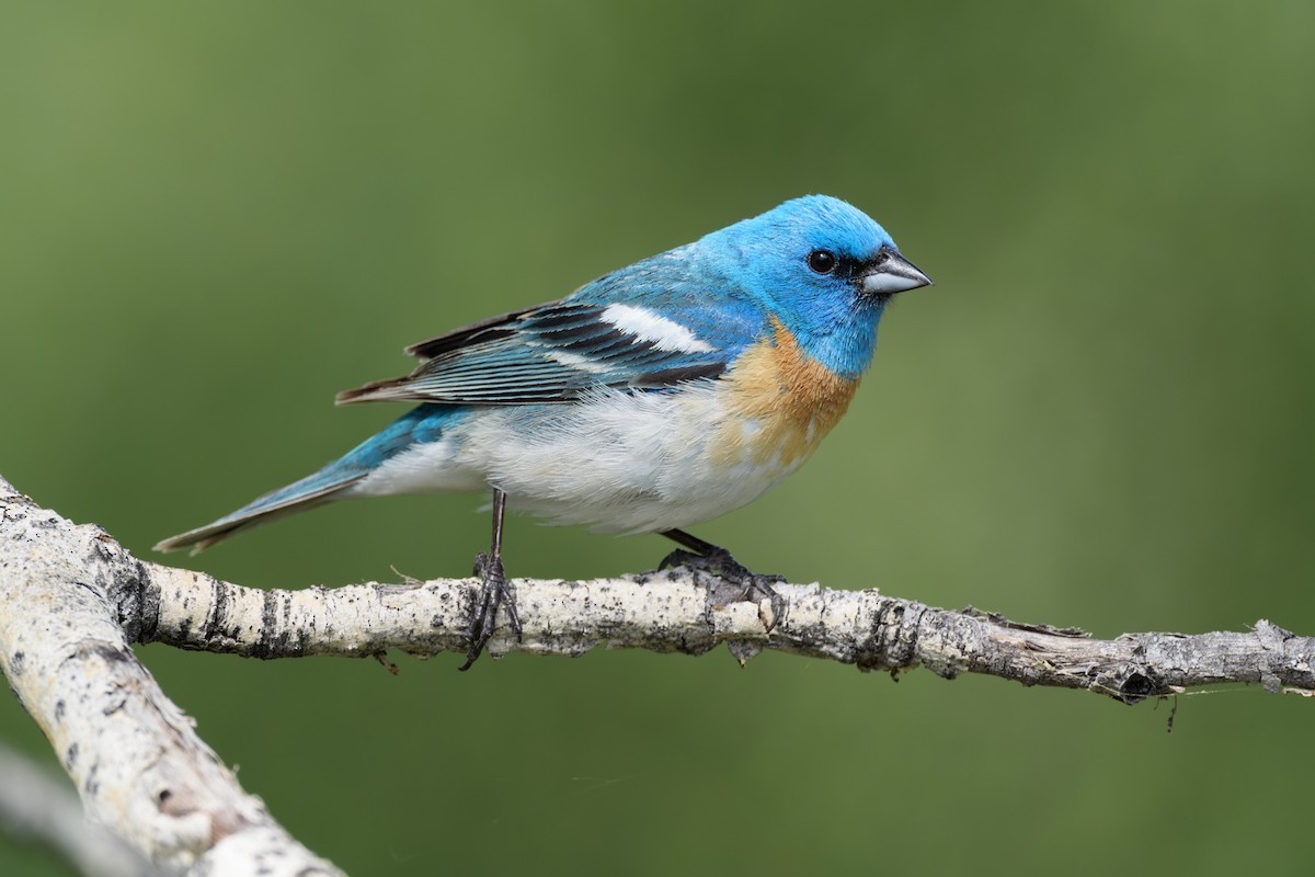 Lazuli Bunting - ML620545423