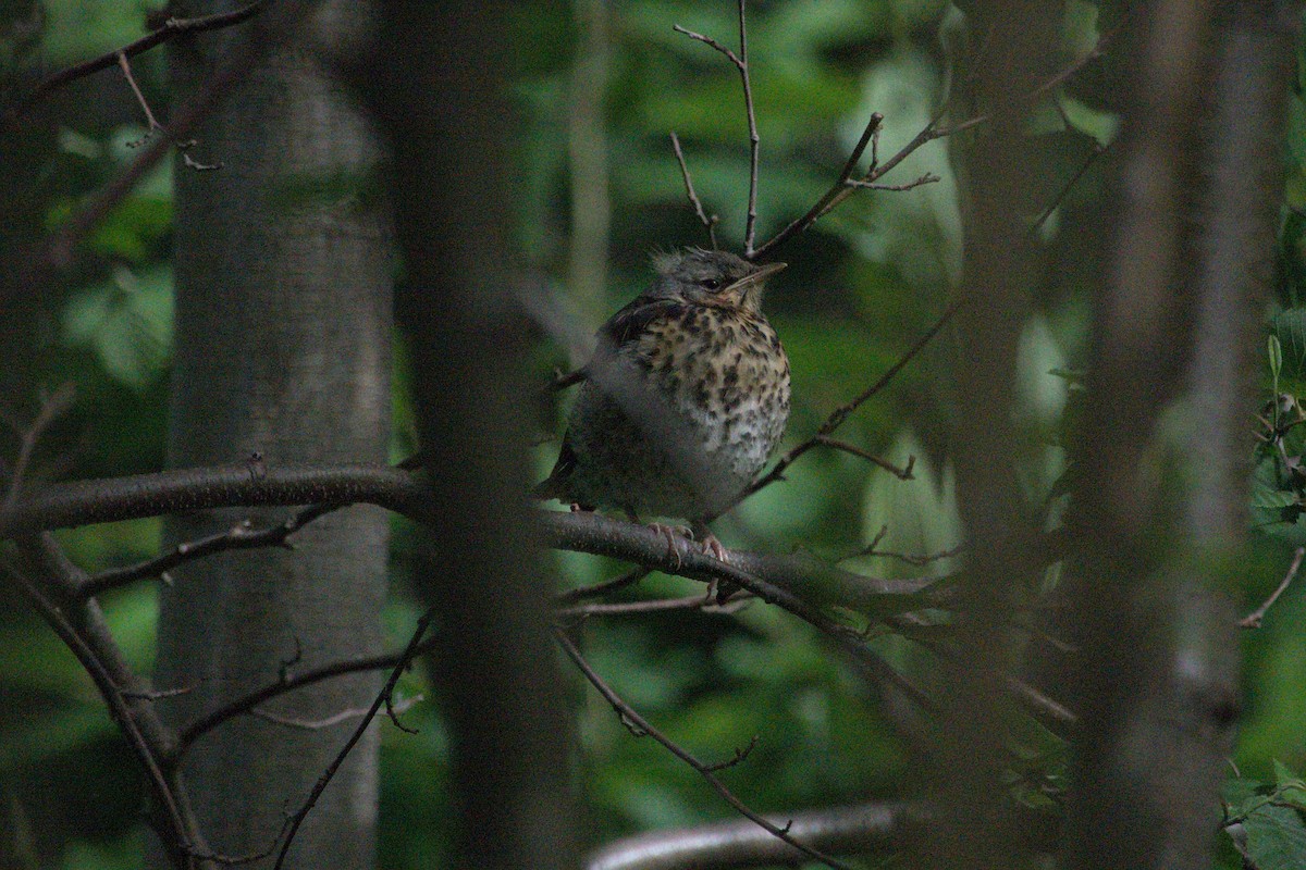 Fieldfare - ML620545426