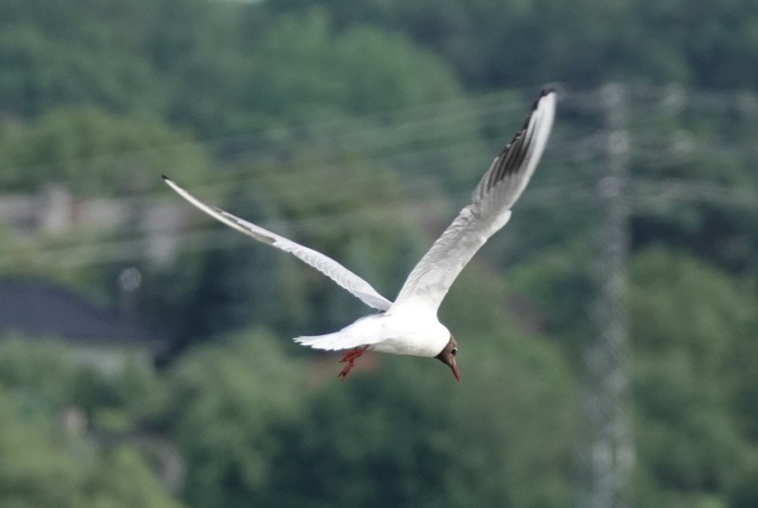 Black-headed Gull - ML620545435