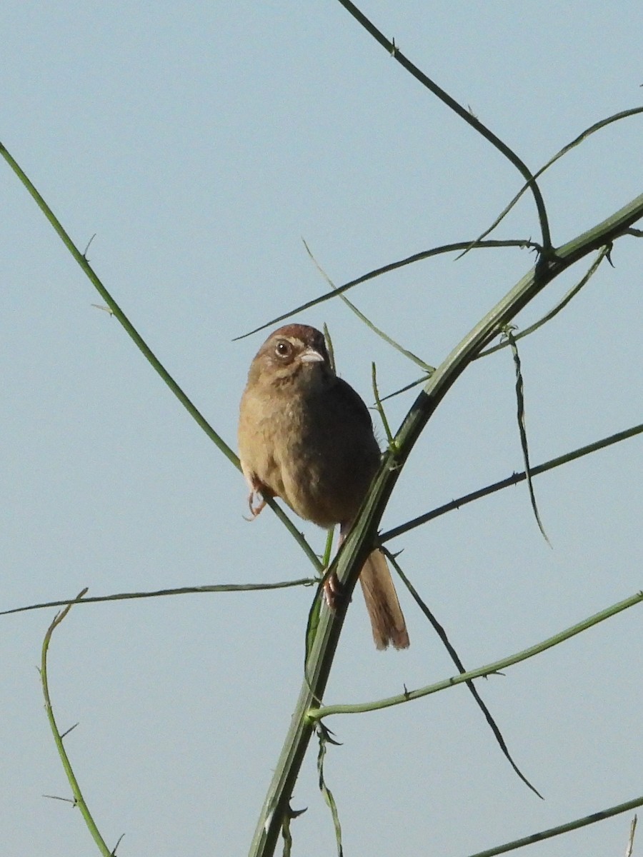 Rufous-crowned Sparrow - ML620545437