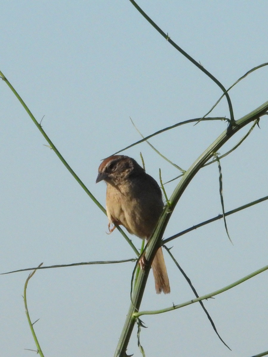 Rufous-crowned Sparrow - ML620545438
