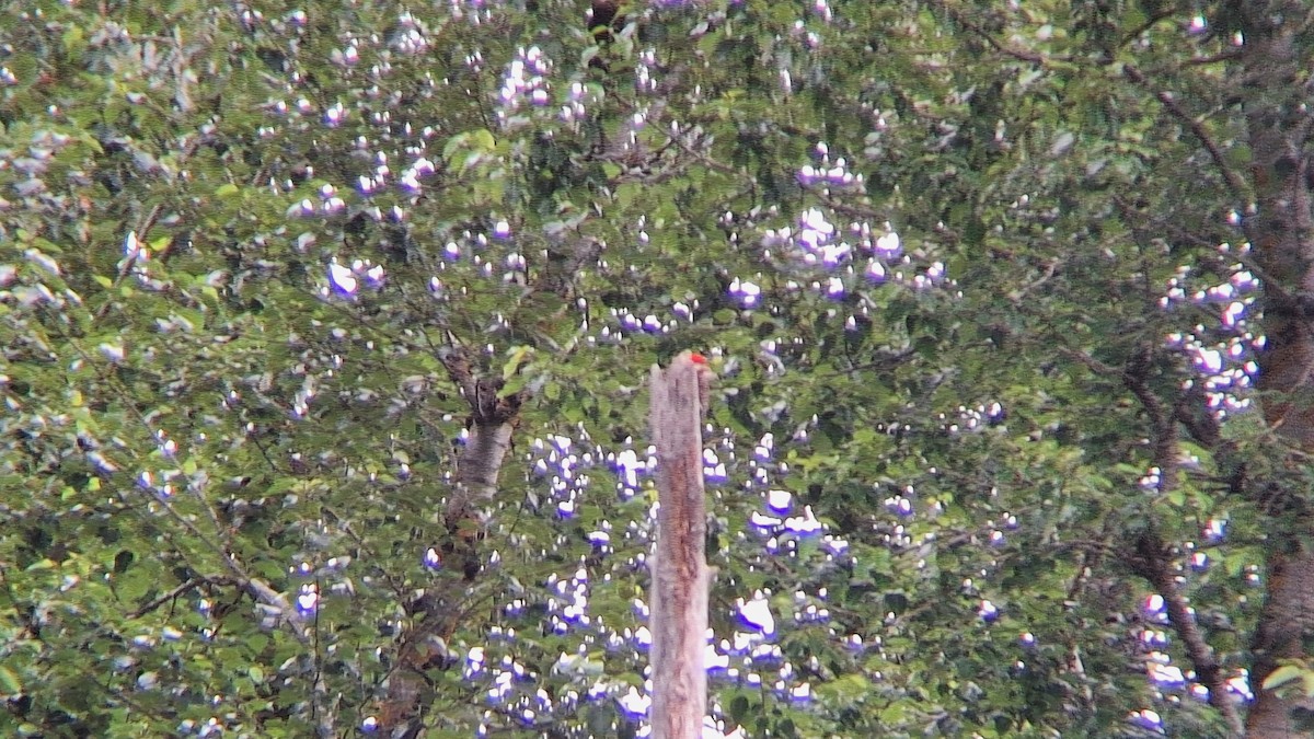 Pileated Woodpecker - ML620545446