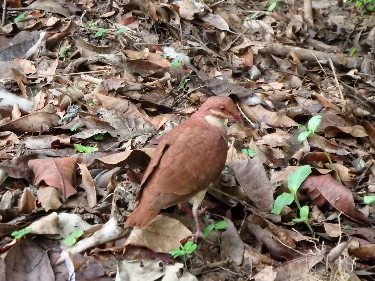 Ruddy Quail-Dove - Edouard Paiva