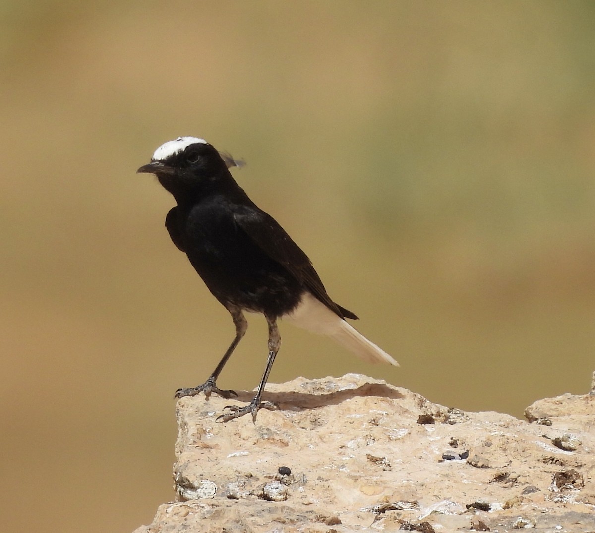 White-crowned Wheatear - ML620545452