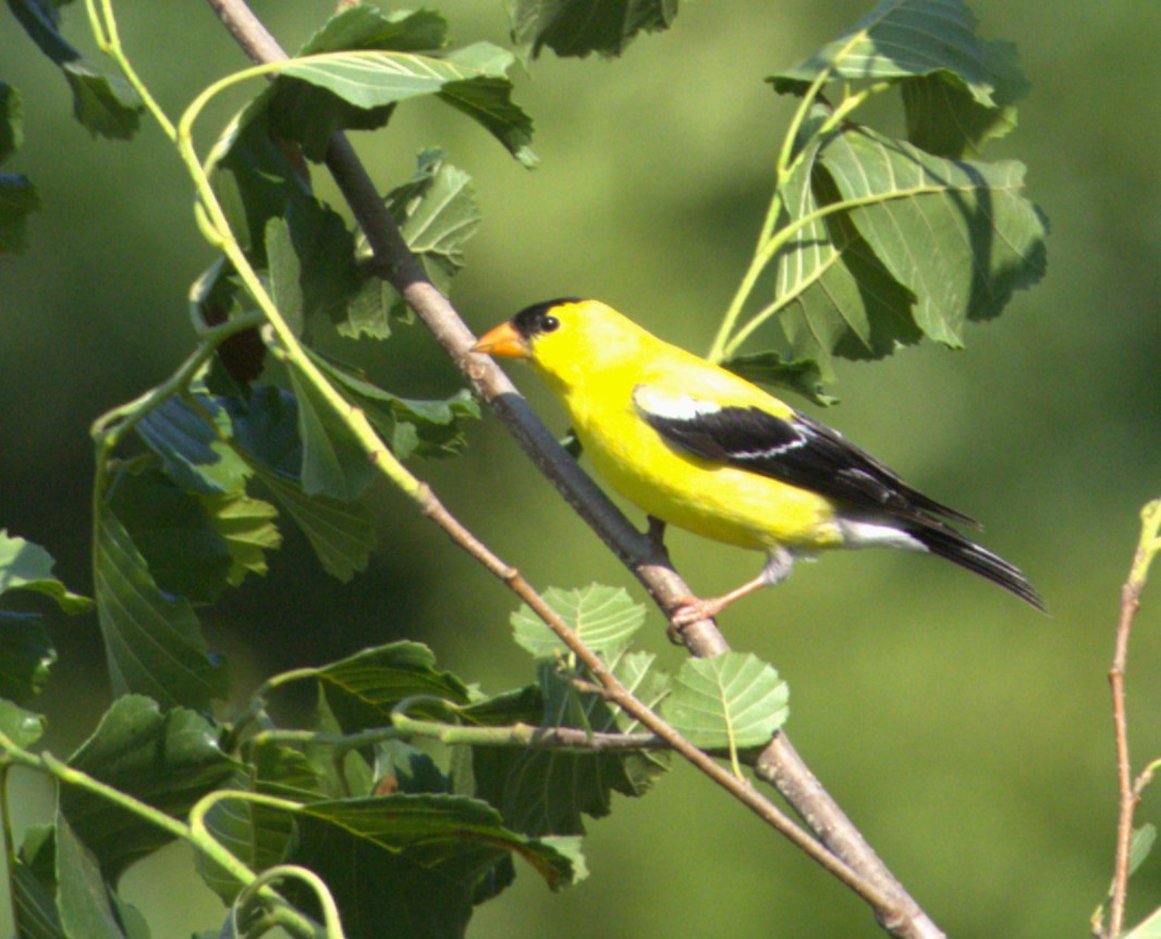 American Goldfinch - Andy Jenkins