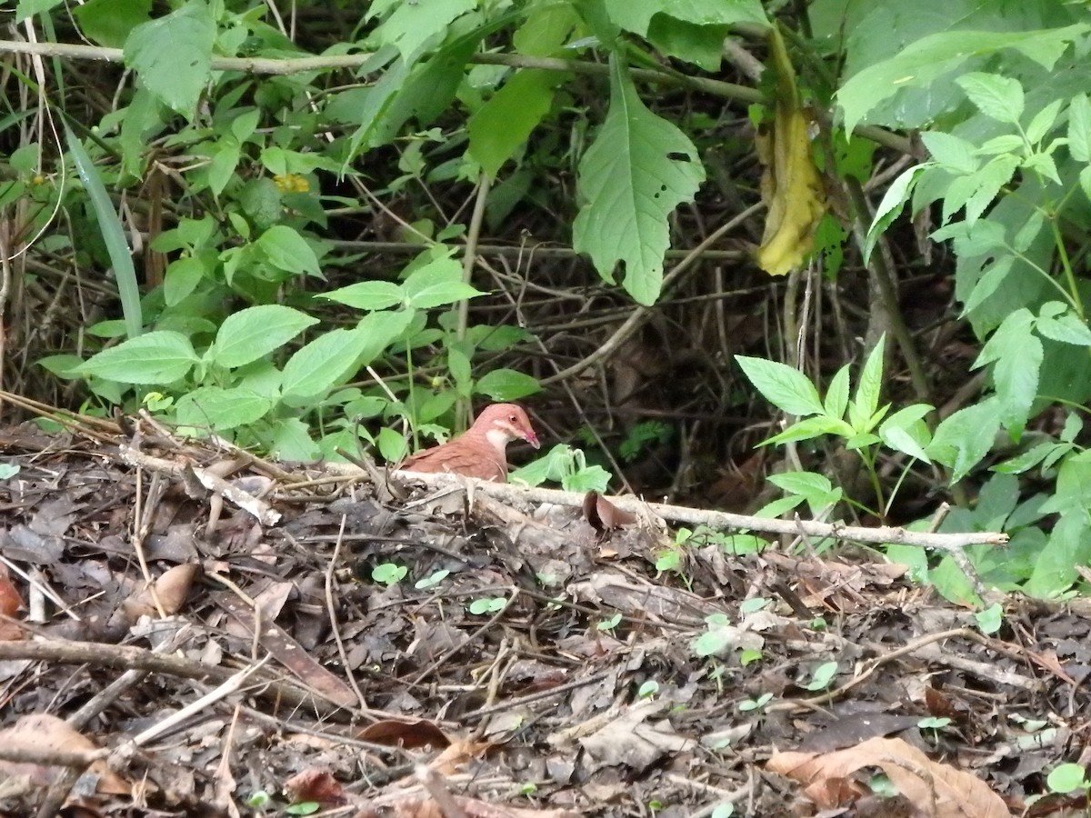 Ruddy Quail-Dove - ML620545460