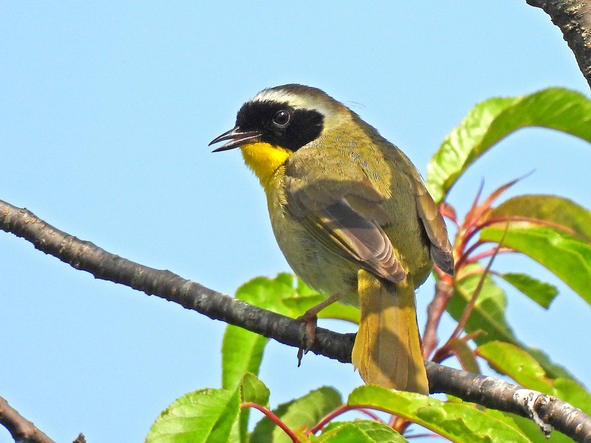 Paruline masquée - ML620545461