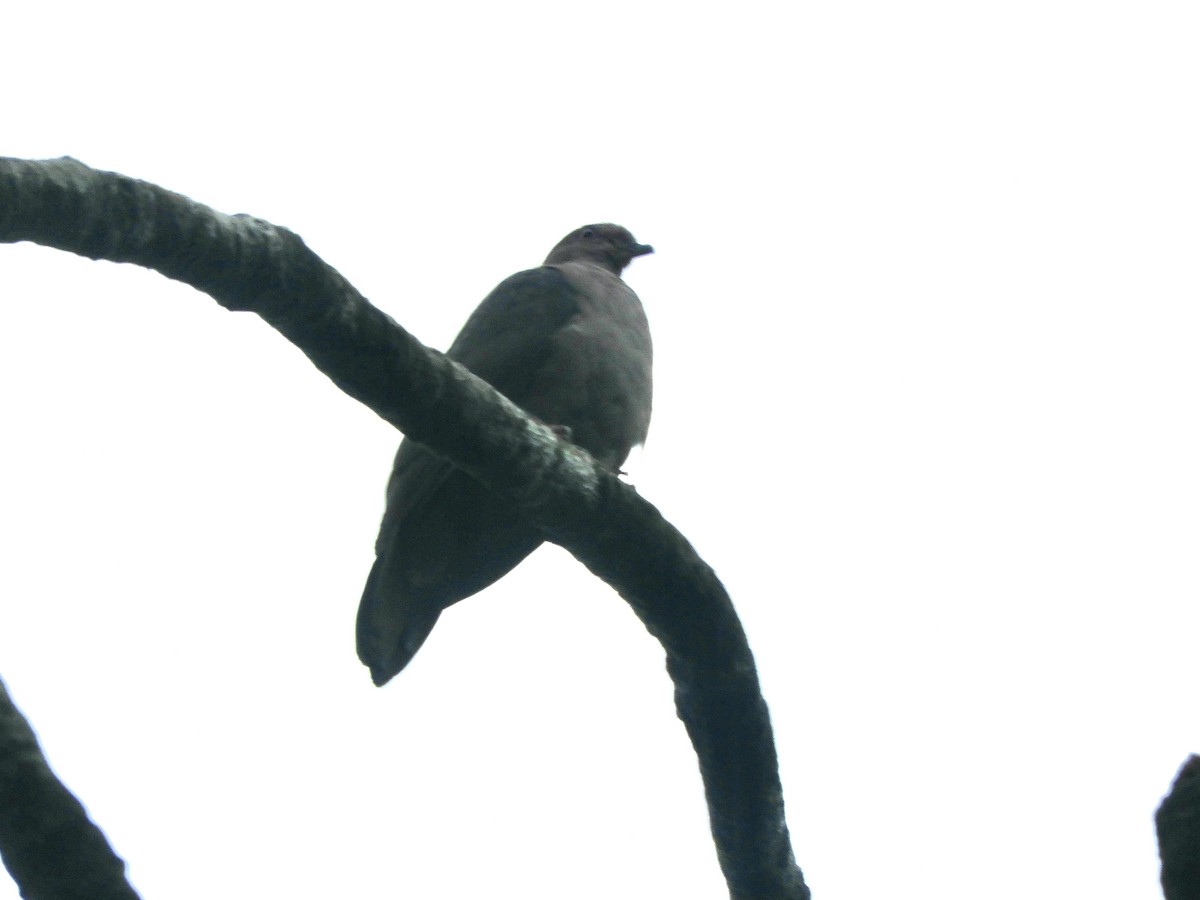 Pigeon à bec noir - ML620545472