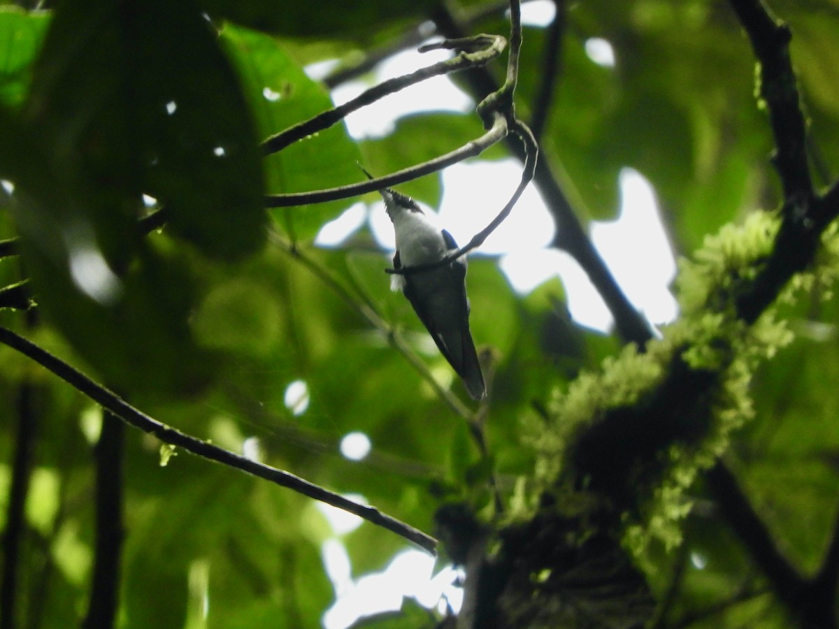 Colibrí Hada Occidental - ML620545475