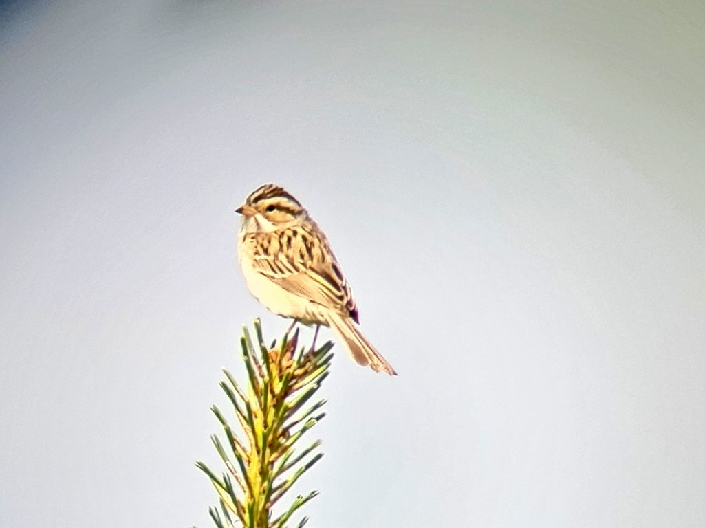 Clay-colored Sparrow - Sam / Damaris Stoddard