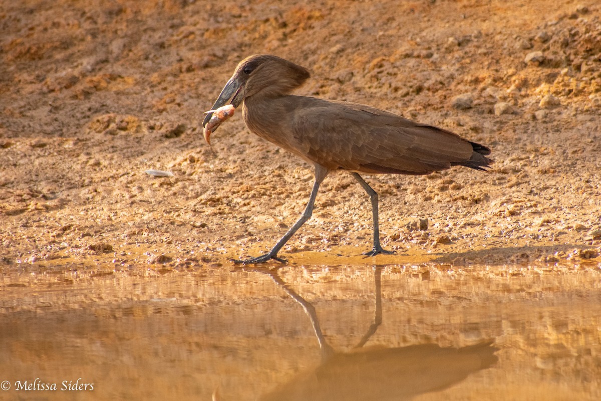 Hamerkop - ML620545488