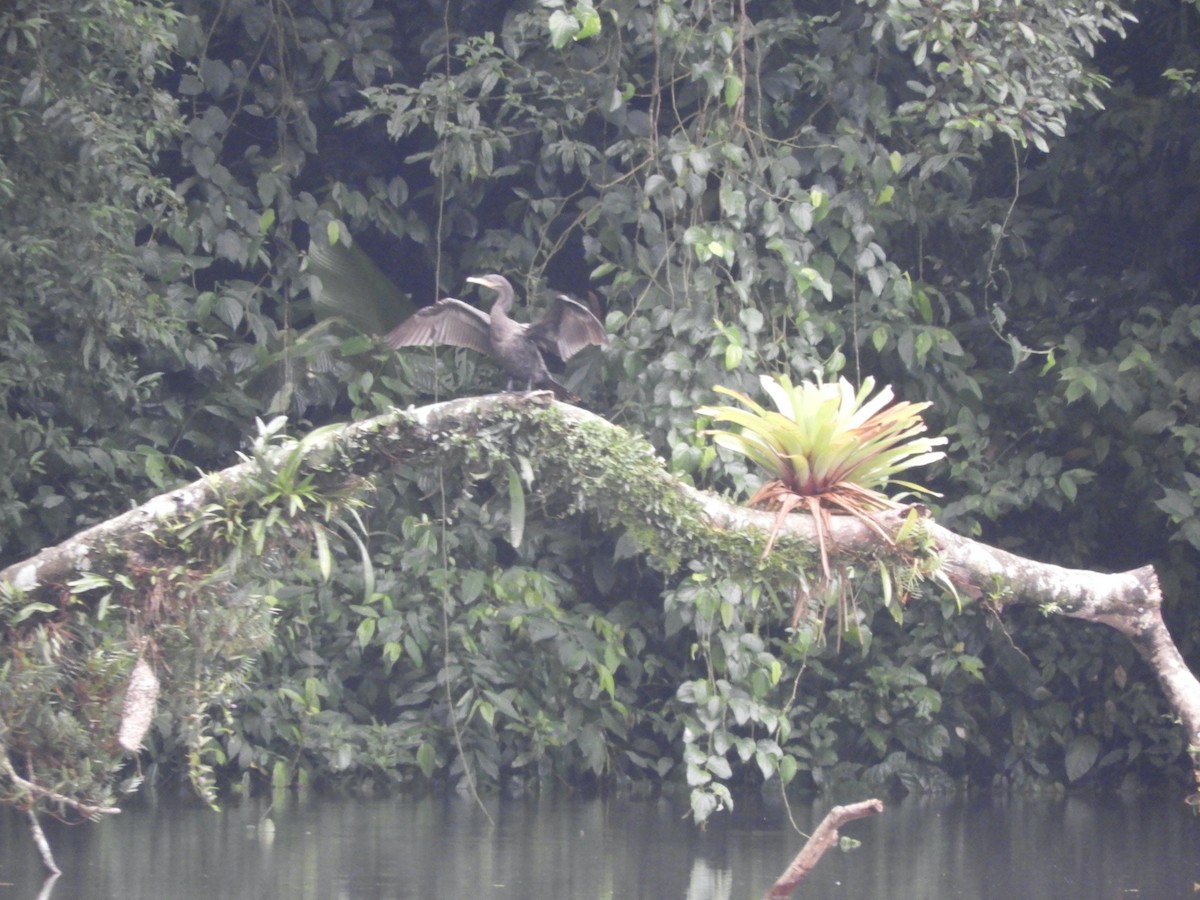 Cormorán Biguá - ML620545492