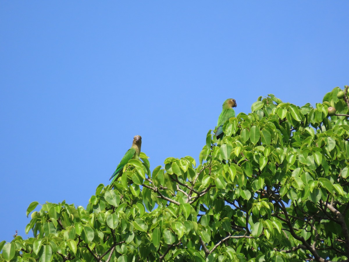 Brown-throated Parakeet - ML620545494