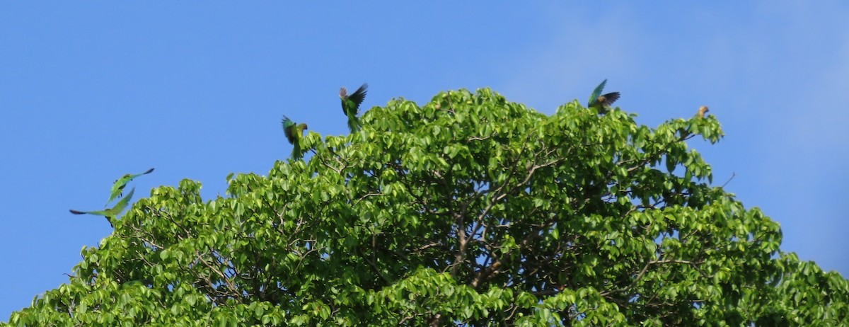 Brown-throated Parakeet - ML620545495