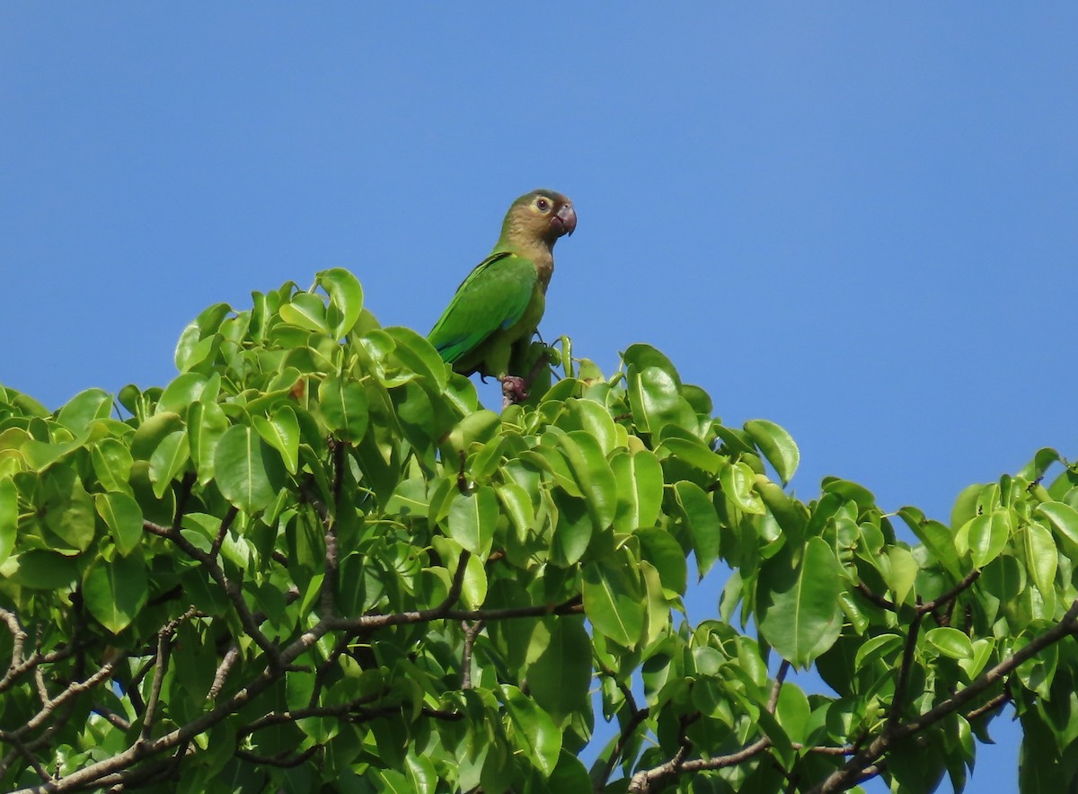 Brown-throated Parakeet - ML620545496
