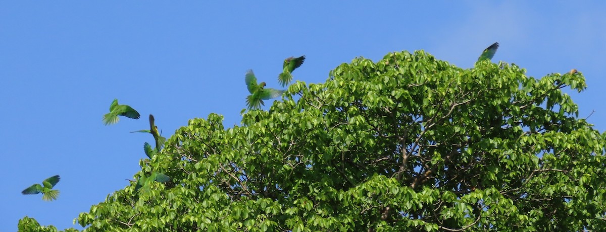 Brown-throated Parakeet - ML620545497