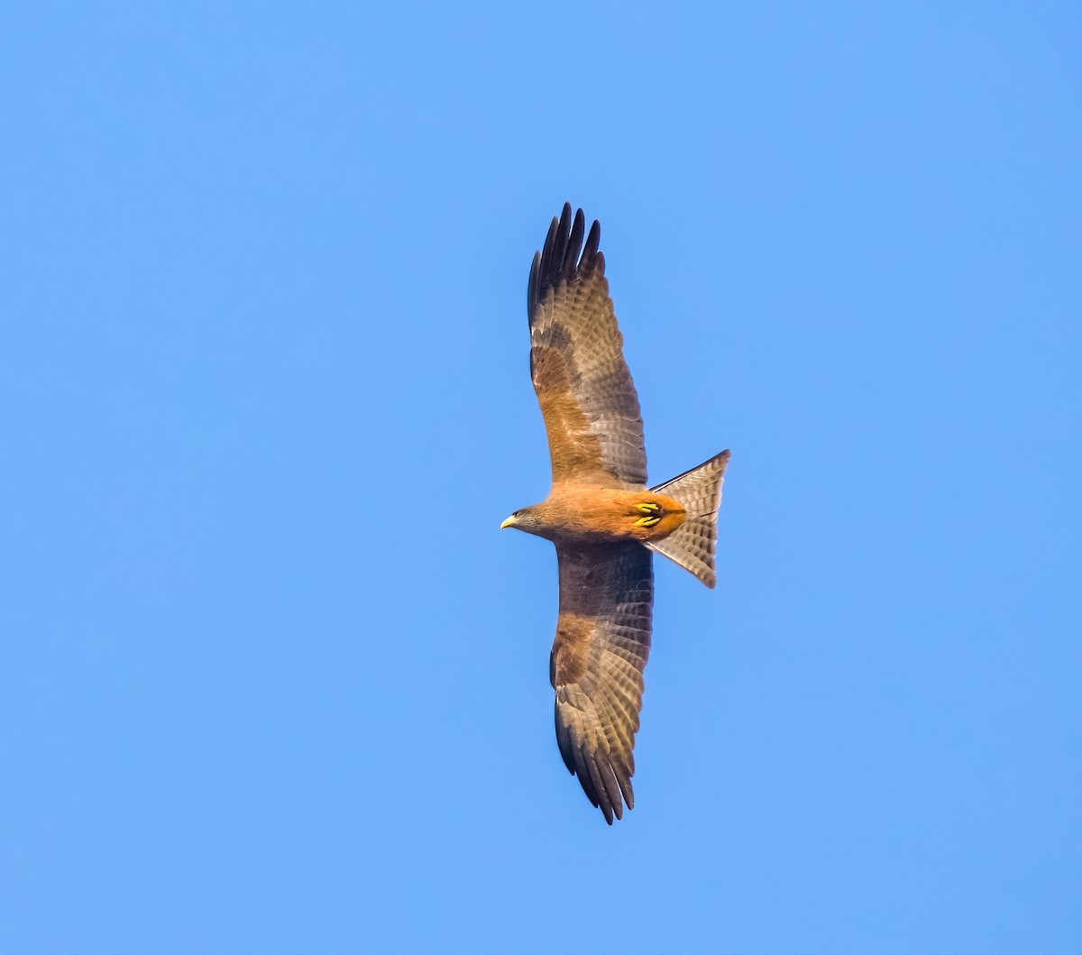 Black Kite (Yellow-billed) - ML620545501