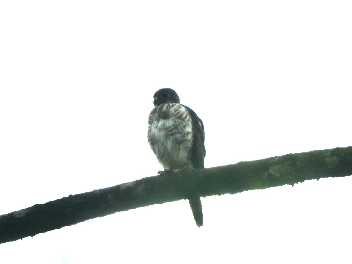 Double-toothed Kite - ML620545505