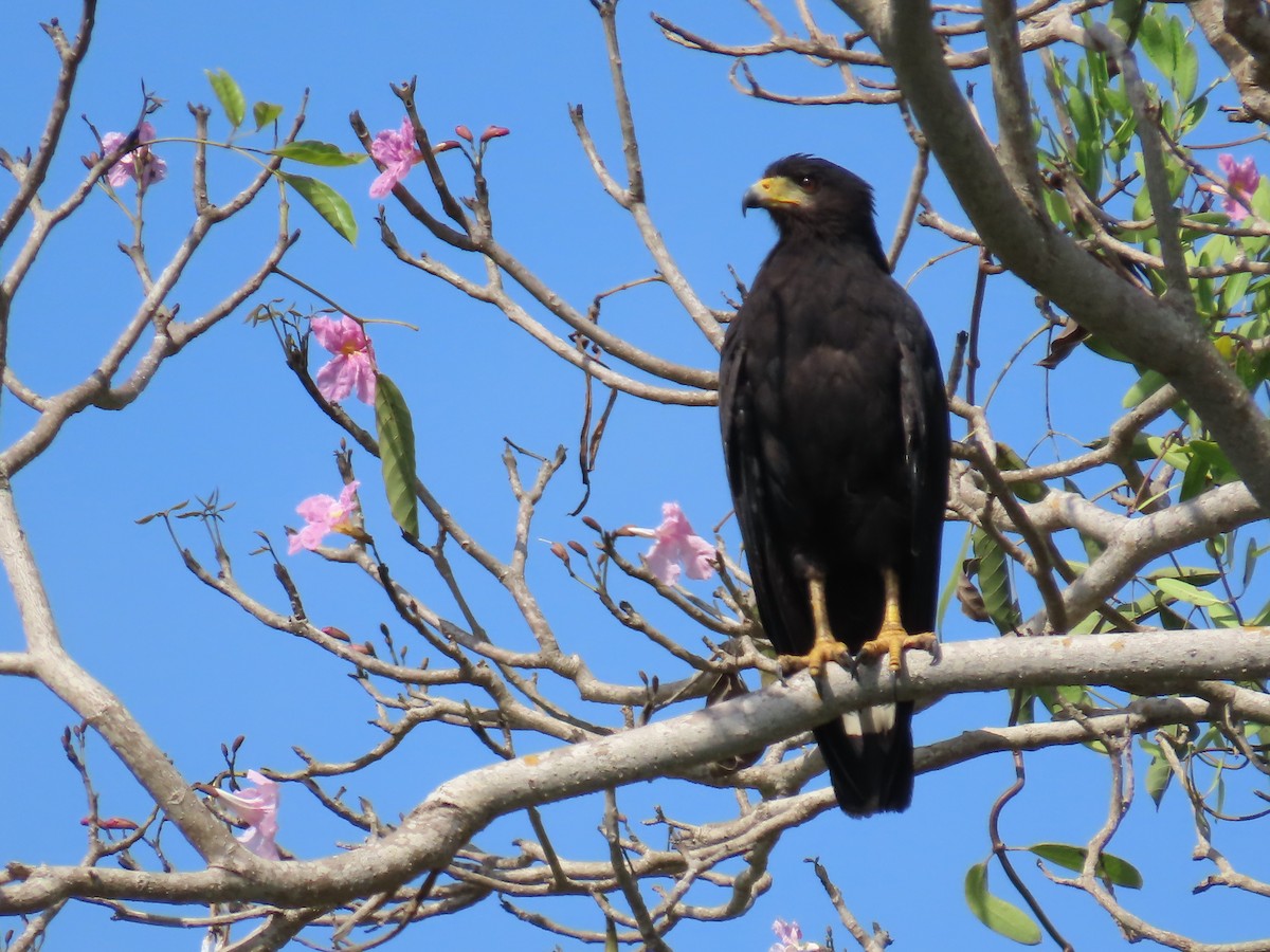 Krabbenbussard - ML620545507