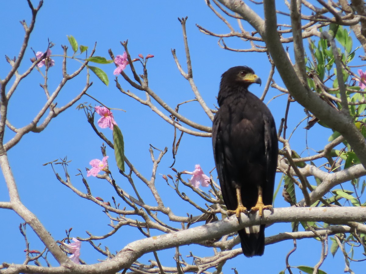 Krabbenbussard - ML620545508