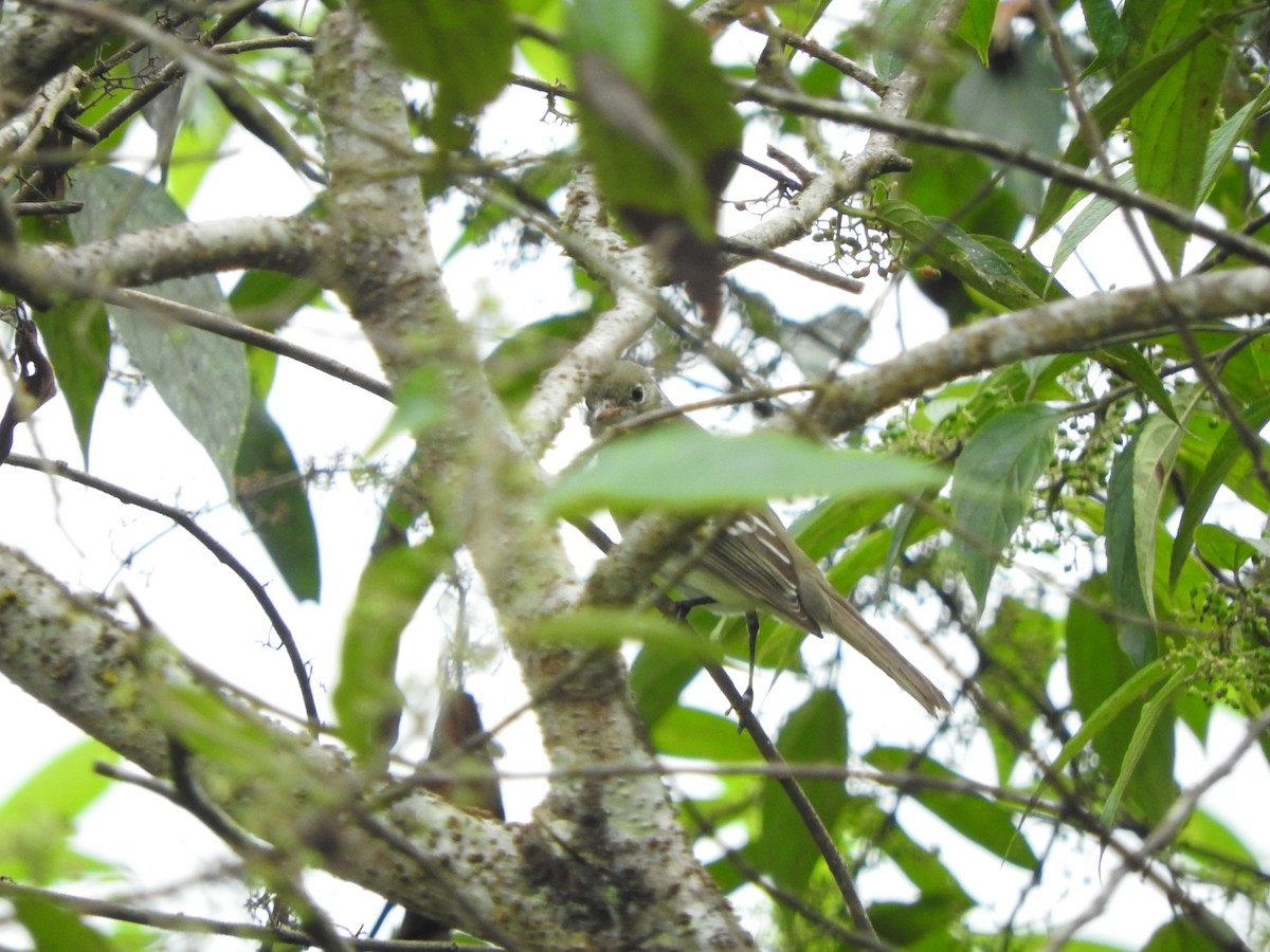 Small-billed Elaenia - ML620545510