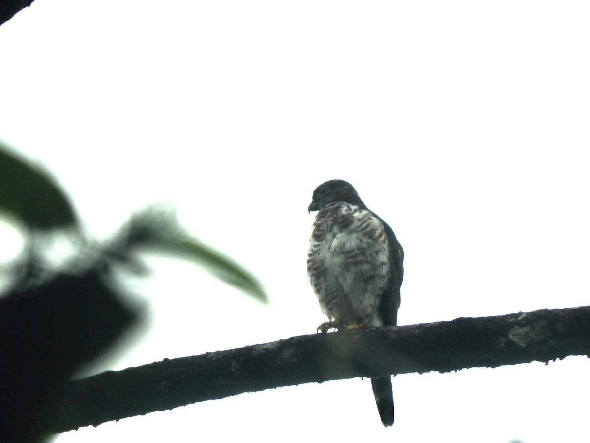 Double-toothed Kite - ML620545511