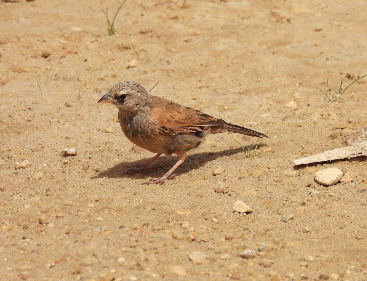 Bruant du Sahara - ML620545514