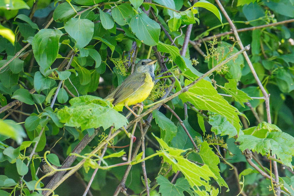 Graukopf-Waldsänger - ML620545515