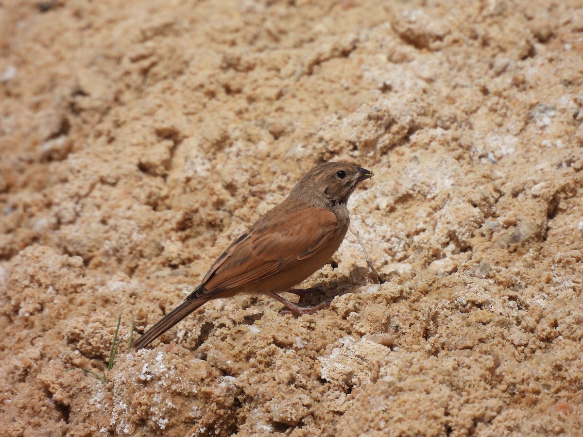 Bruant du Sahara - ML620545516