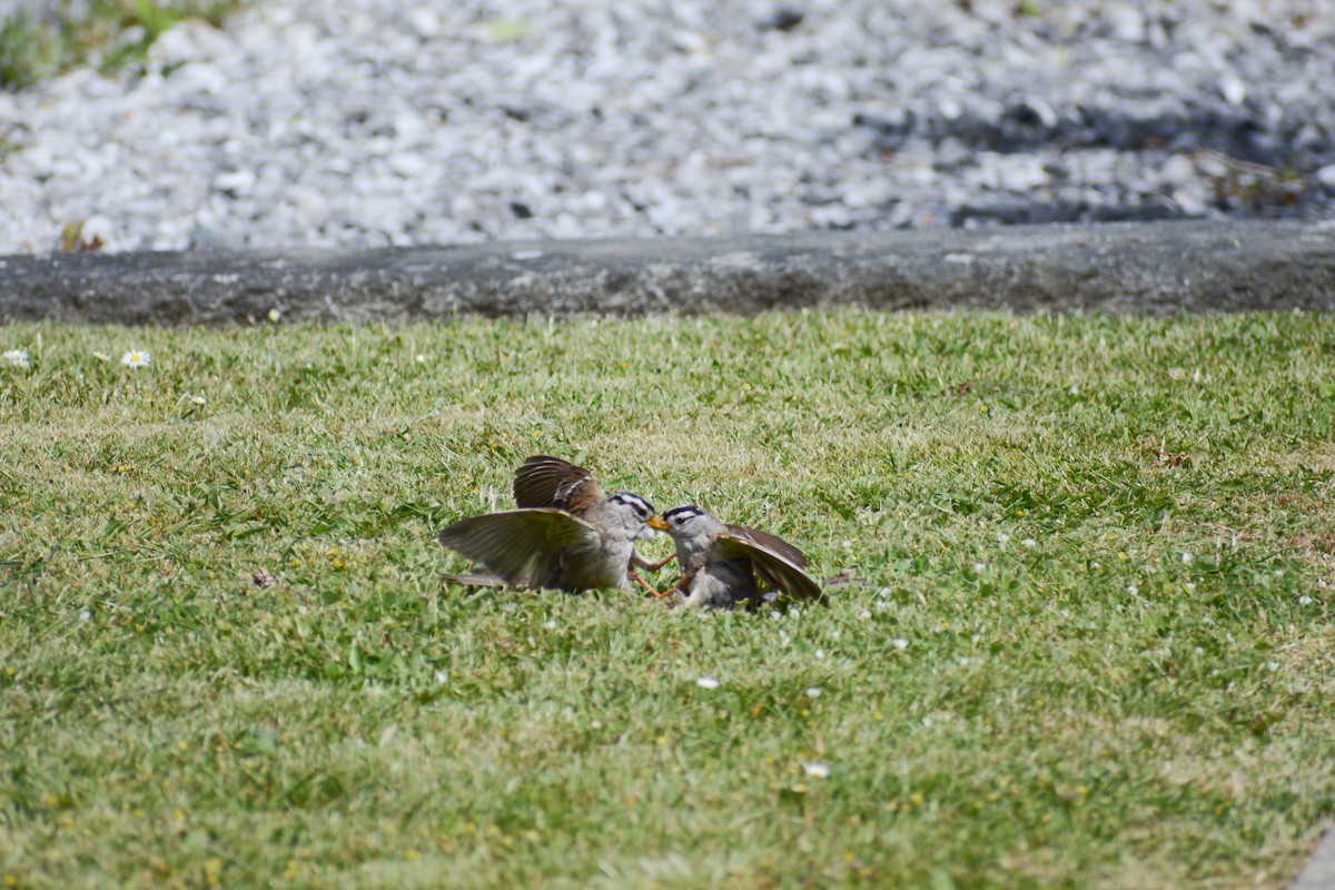 White-crowned Sparrow - ML620545517