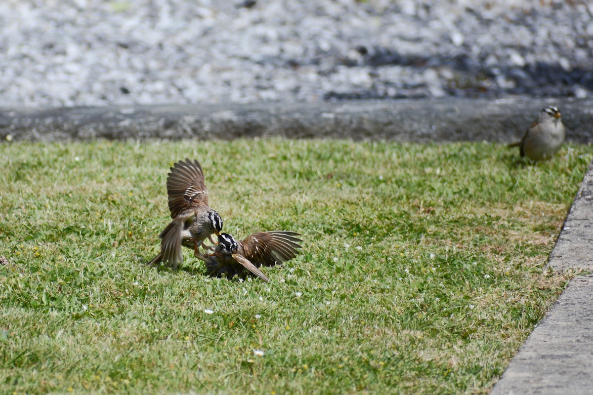 White-crowned Sparrow - ML620545518