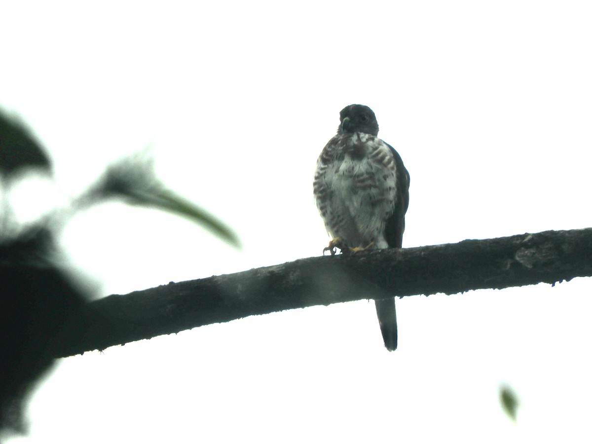 Double-toothed Kite - ML620545520