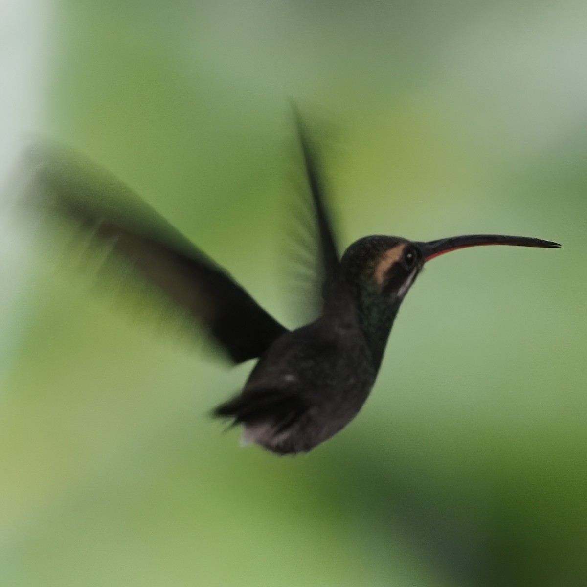 kolibřík bělovousý - ML620545521