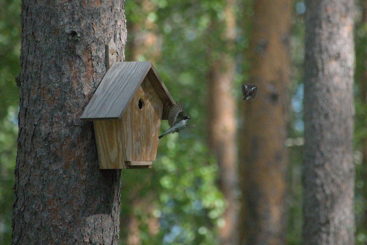 European Pied Flycatcher - ML620545529