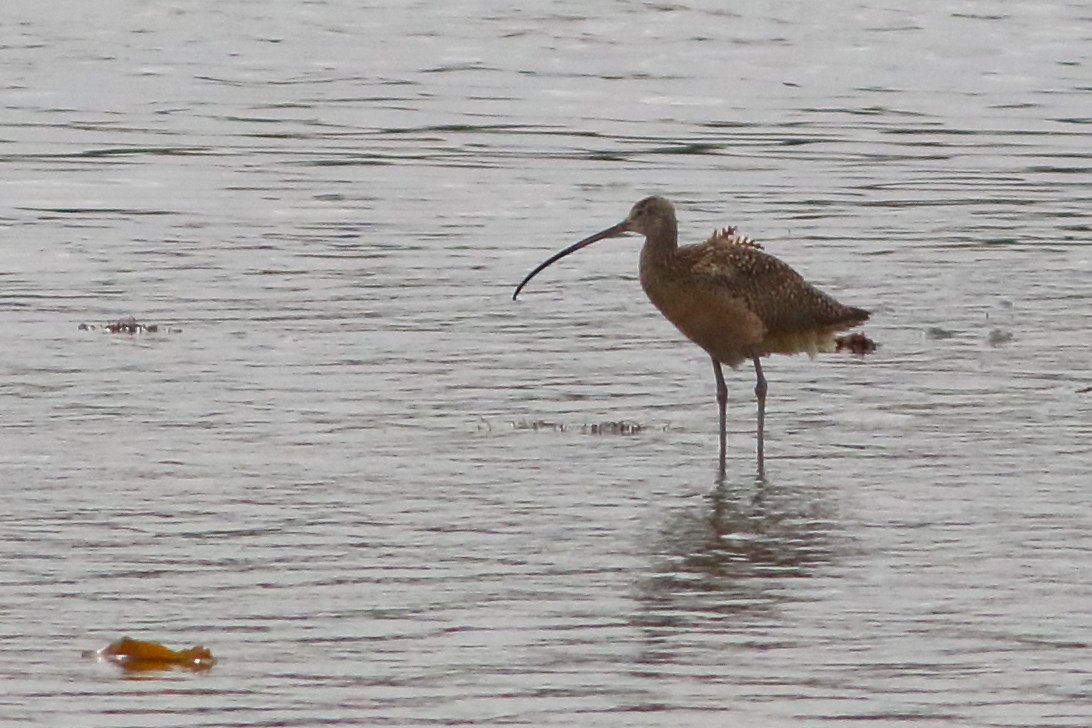 Long-billed Curlew - ML620545530