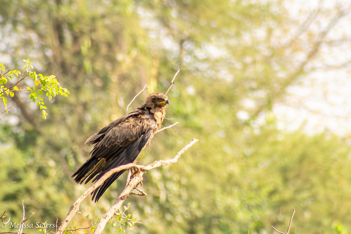 Brown Snake-Eagle - ML620545535