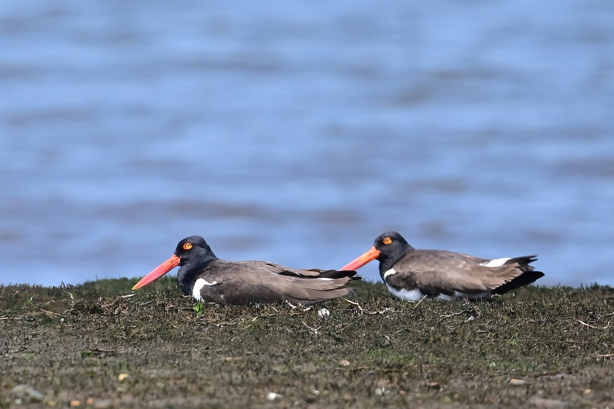 American Oystercatcher - ML620545536