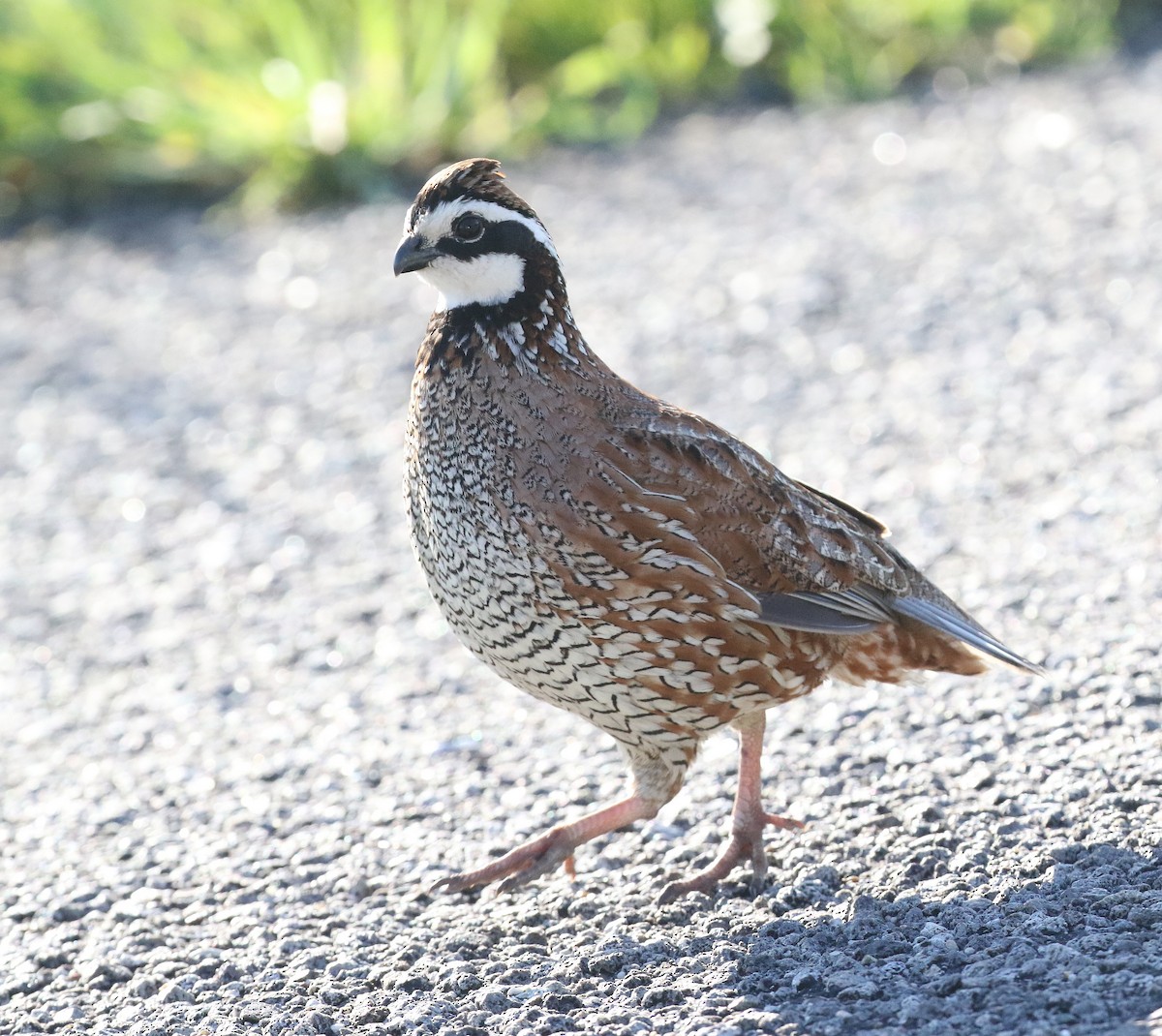 Northern Bobwhite - ML620545539