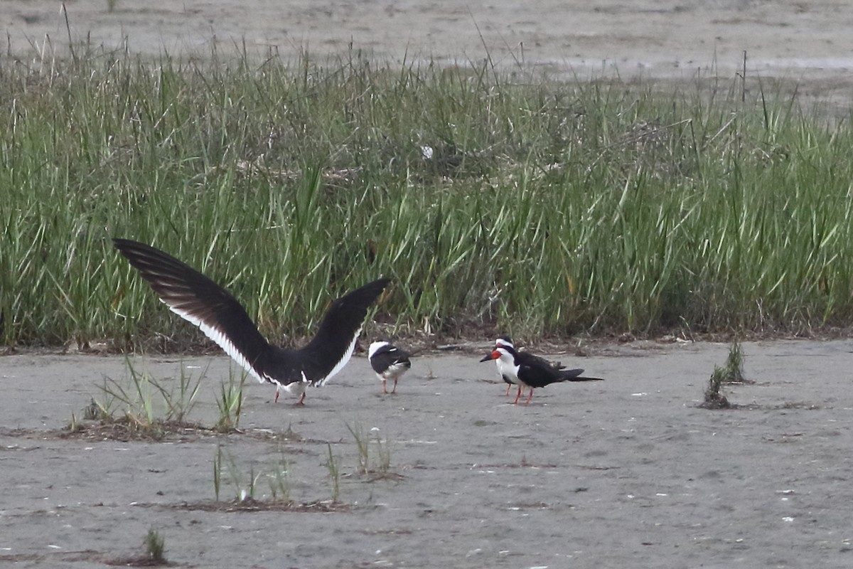 Black Skimmer - Laura Whitaker