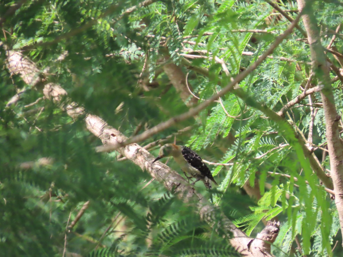 Red-crowned Woodpecker - ML620545541