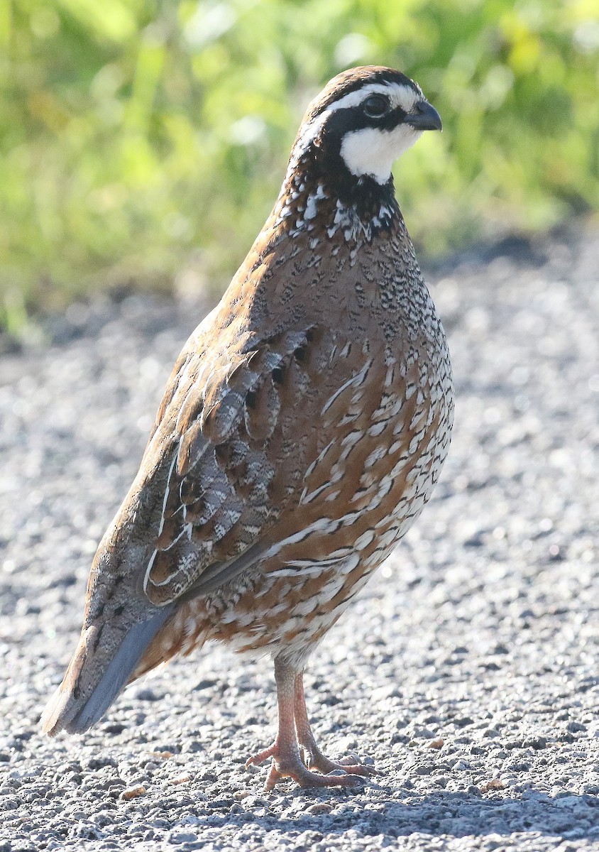 Northern Bobwhite - ML620545542