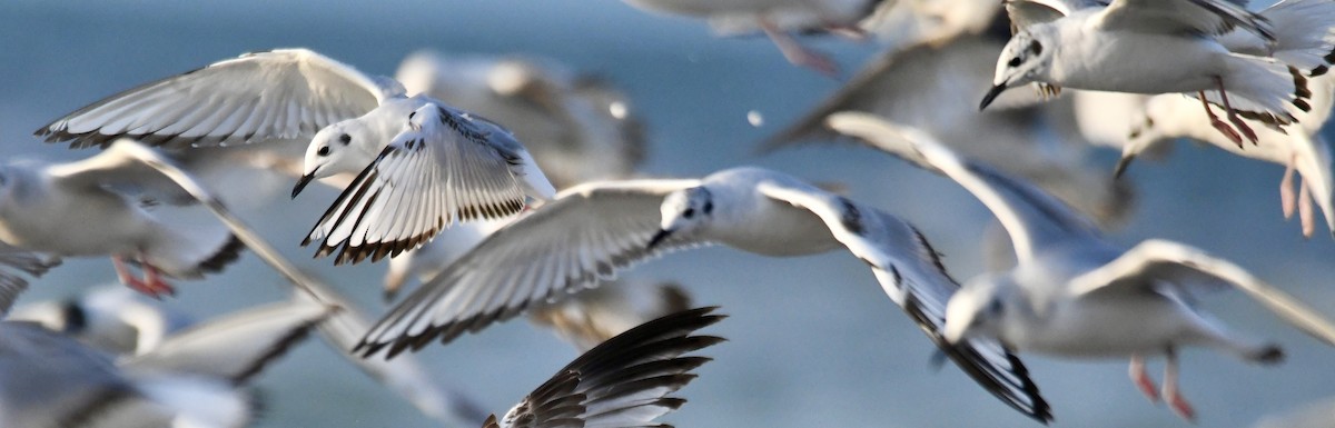 Bonaparte's Gull - mark perry