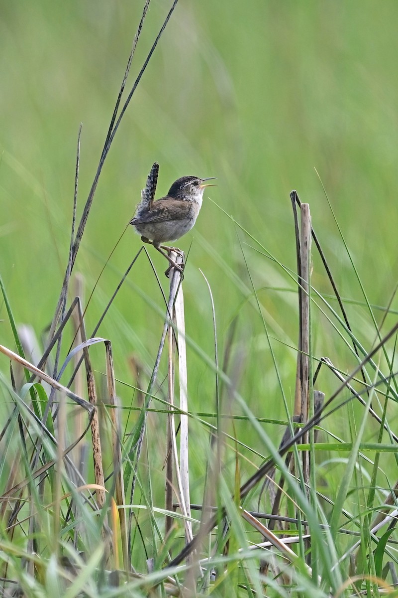 Marsh Wren - ML620545560