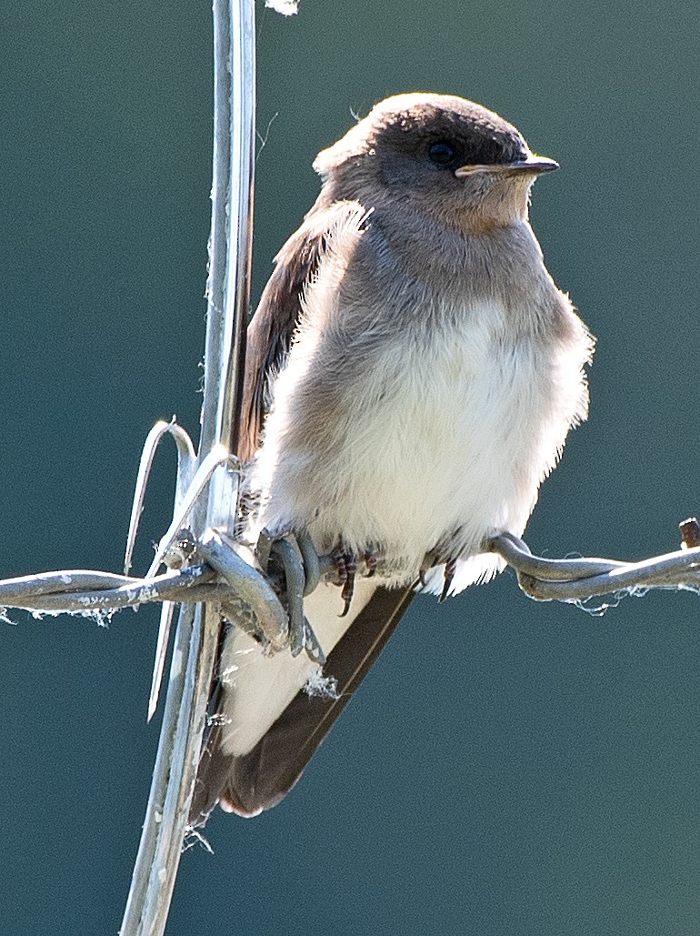 Northern Rough-winged Swallow - ML620545561