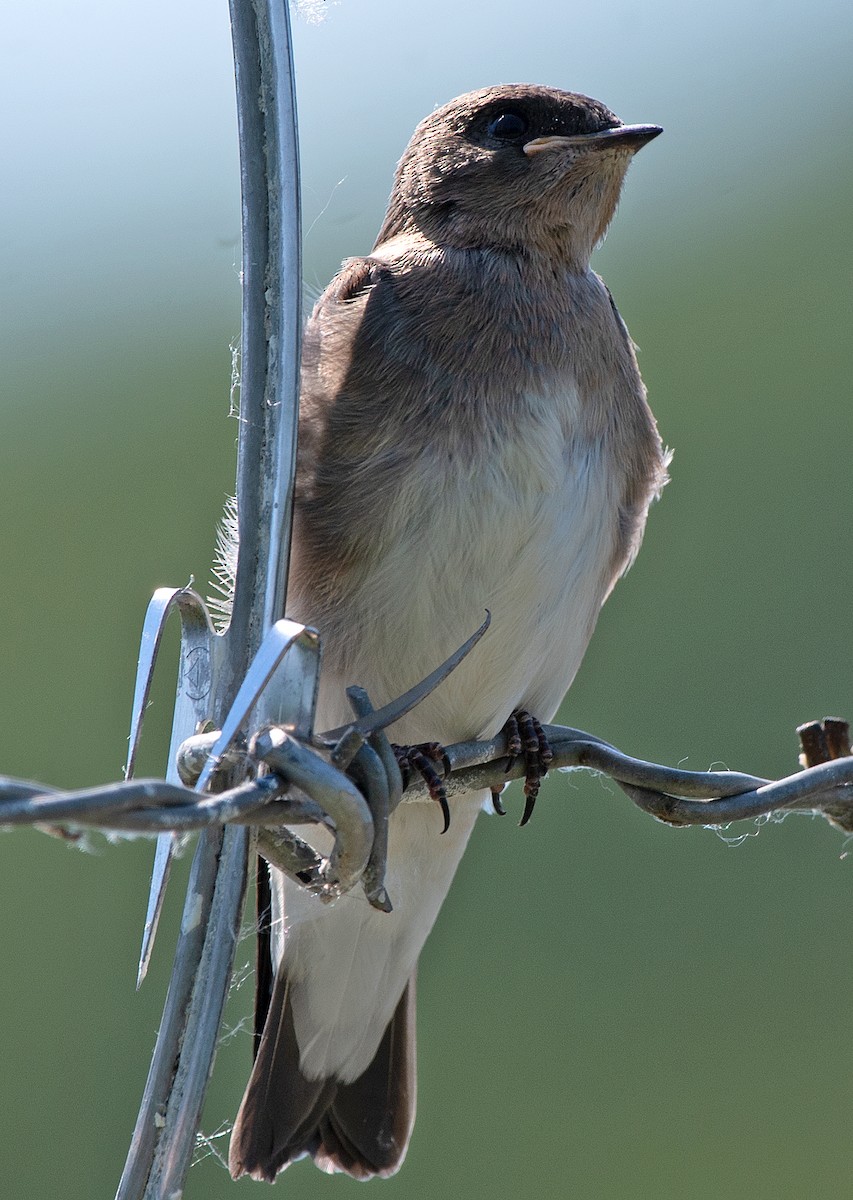 Northern Rough-winged Swallow - ML620545562